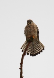 Pustułka (Falco tinnunculus) Kamionki, Polska